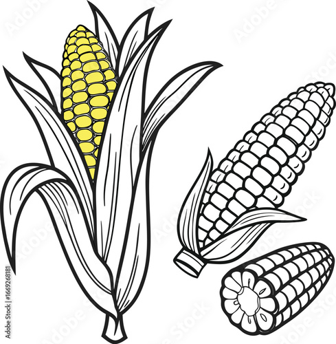 Organic sweet corn cobs with fresh green leaves and yellow kernels on a white background