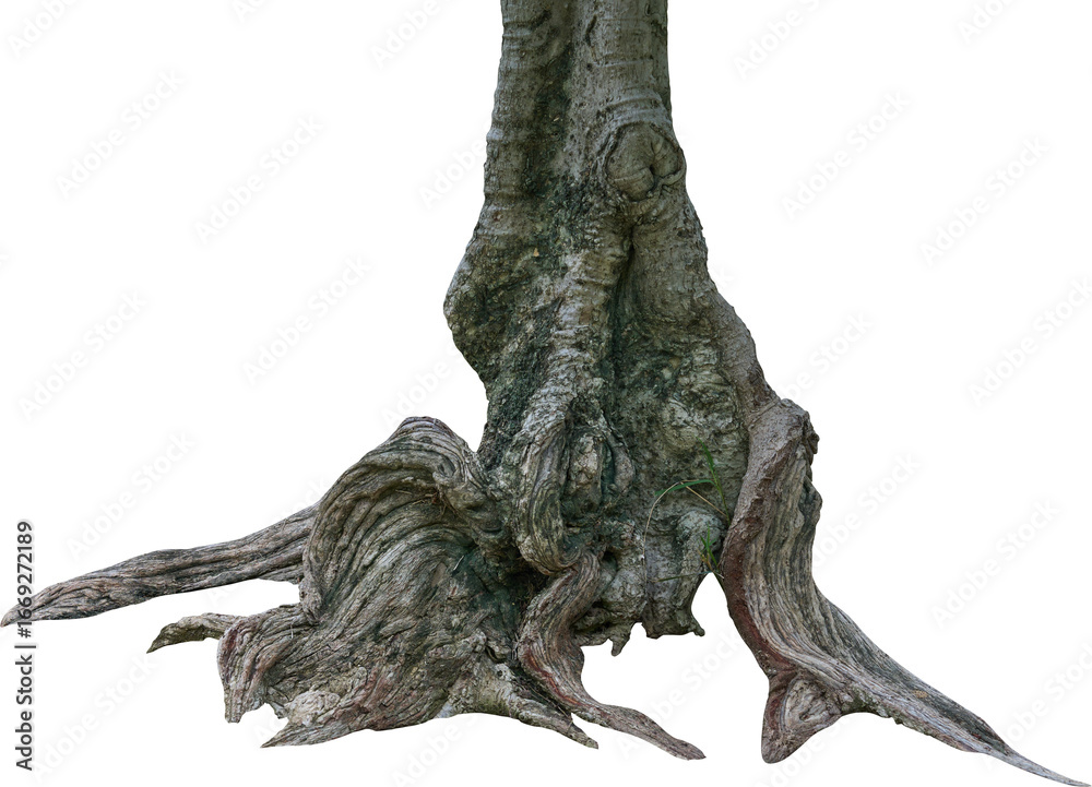 Fototapeta premium tree roots and trunks