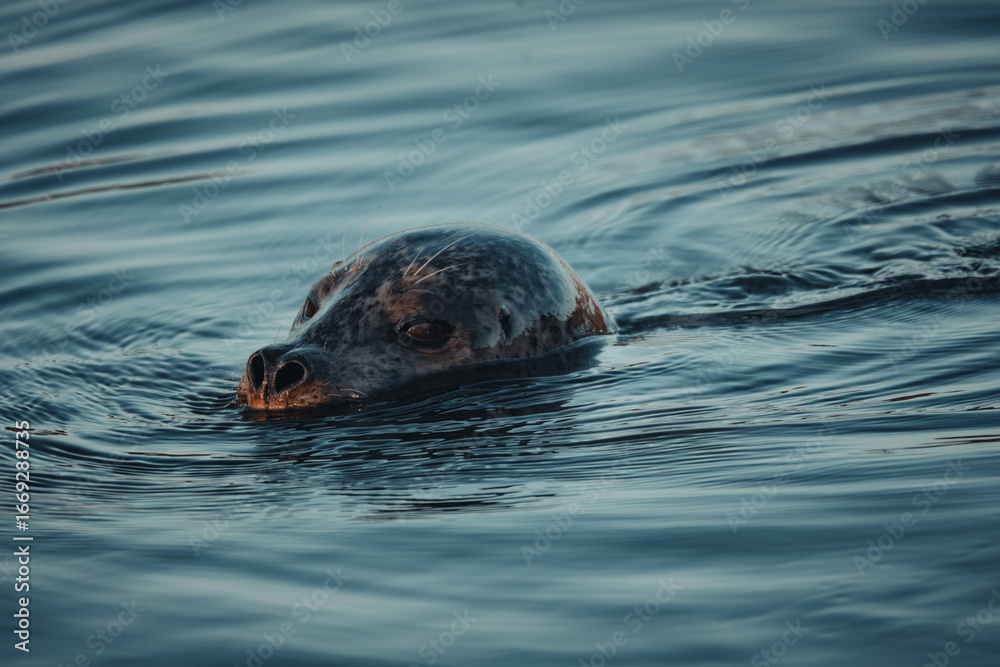 Fototapeta premium A harbor seal with big, curious eyes, breaks the surface of the dark water. Its sleek head and whiskers are visible as ripples spread out from its body.