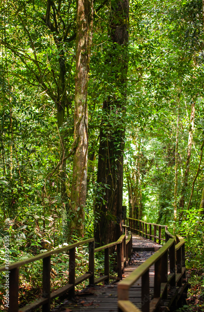 Fototapeta premium A path through the middle of a tropical rainforest with tall, dense trees provides a shady and comfortable atmosphere. This is the Nyadeng Forest in Berau, East Kalimantan, Indonesia.