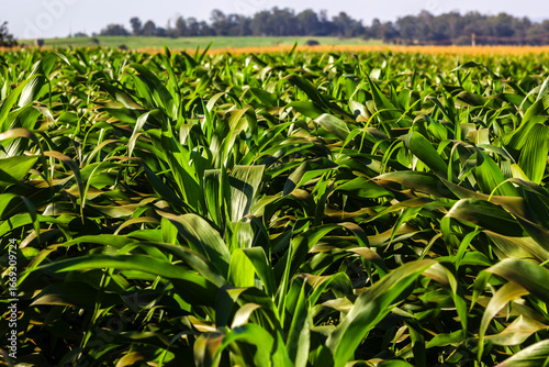 Lush green cornfield stretching to the horizon with a sorghum plantation in the background. Illustrates large-scale corn farming, a key pillar of Brazilian agriculture and economy.