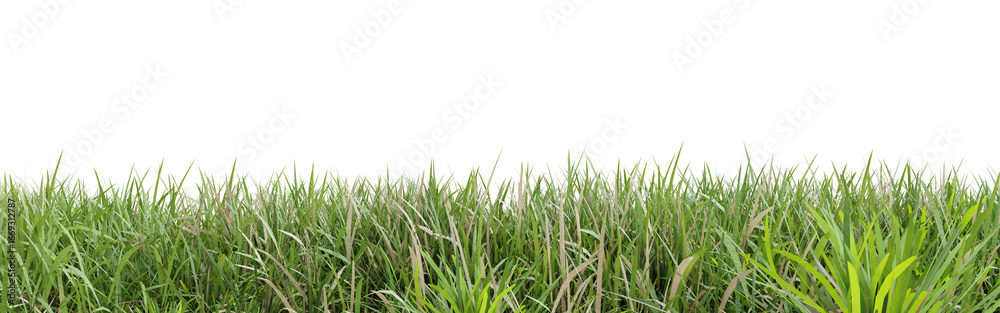Fototapeta premium Green grass isolated on transparent background 3d rendering png