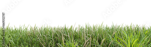 Green grass isolated on transparent background 3d rendering png