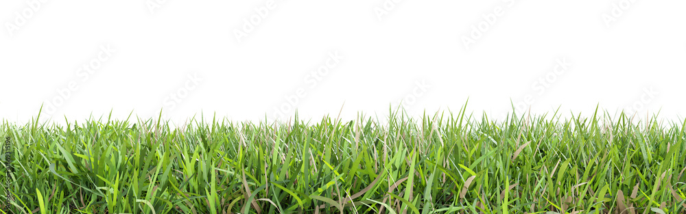 Fototapeta premium Green grass isolated on transparent background 3d rendering png