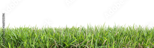 Green grass isolated on transparent background 3d rendering png