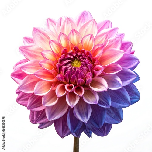 Vibrant dahlia, multi-colored petals