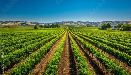 Wallpaper Mural An expansive vineyard stretches across a fertile landscape under a vibrant blue sky. Torontodigital.ca