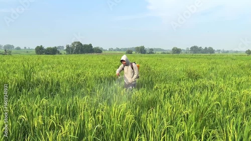 Agricultural worker spraying insecticide on paddy field