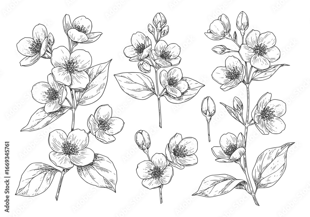 Fototapeta premium Elegant jasmine flower silhouette for natural beauty designs