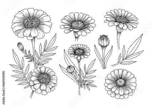 Elegant flower botanical illustration silhouette for wedding invitations and floral designs
