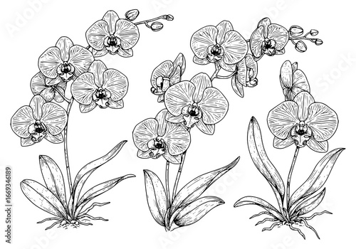Elegant orchid floral silhouette design for wall art, stationery, and creative projects
