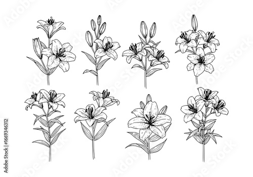Elegant floral silhouette of lily flowers, simple botanical line art for minimalist design projects