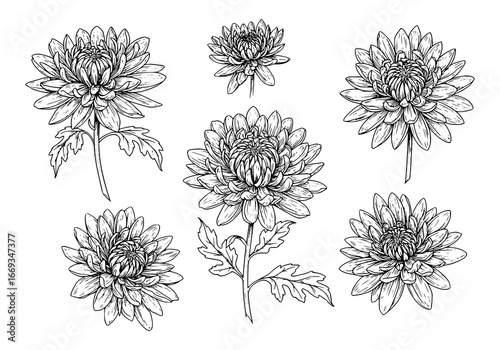 Elegant floral illustration featuring a stunning Chrysanthemum flower silhouette art design for creative projects