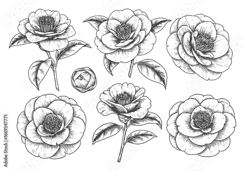Stunning camellia flower silhouettes for elegant design projects and floral pattern backgrounds