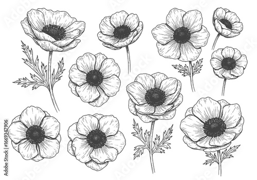 Elegant poppy flower silhouette illustration for cards and botanical designs