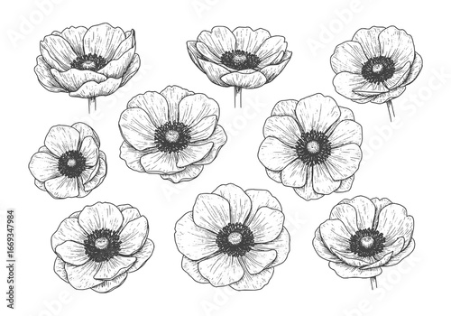 Elegant anemone flowers silhouette for modern botanical designs and floral pattern creation