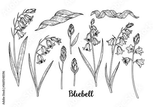 Delicate bluebell flower silhouette collection, elegant botanical line art for design projects