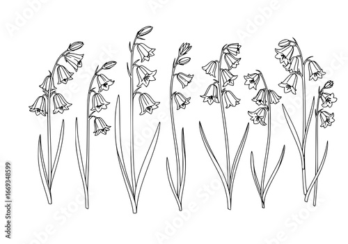 Delicate bluebell silhouette, elegant floral outline, perfect for spring designs