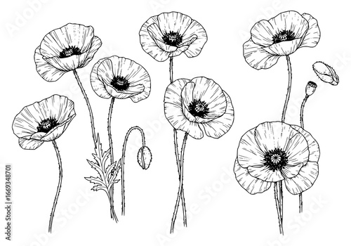 Elegant poppy silhouette collection showcasing delicate bloom shapes for natural artistry and design projects