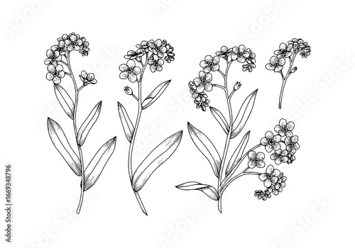 Elegant silhouette of delicate forget-me-not flowers, perfect for botanical designs.