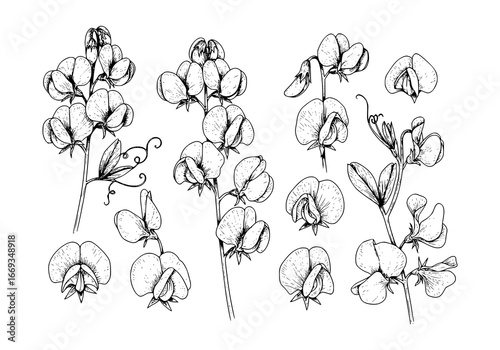 Elegant sweet pea flower silhouette perfect for botanical designs and natural themes