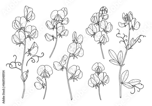 Elegant sweet pea silhouette collection for botanical design projects, showcasing delicate floral forms