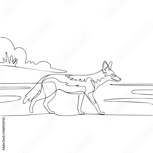 Continuous line of walking standing Black-backed jackal .Single one line art of wild Black-backed jackal , One continuous line illustration of an Black-backed jackal isolated on white background.