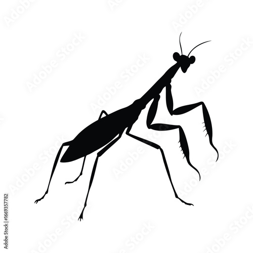 Black silhouette of a praying mantis on white background displaying details, insect mantic silhouette vector illustration