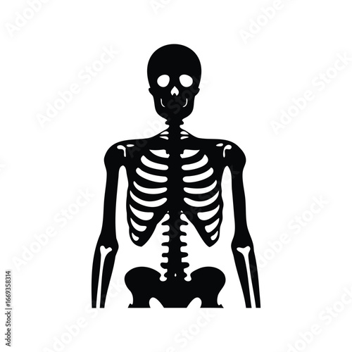 Black and white illustration of human skeleton anatomical structure on white backdrop, Human skeleton silhouette vector illustration