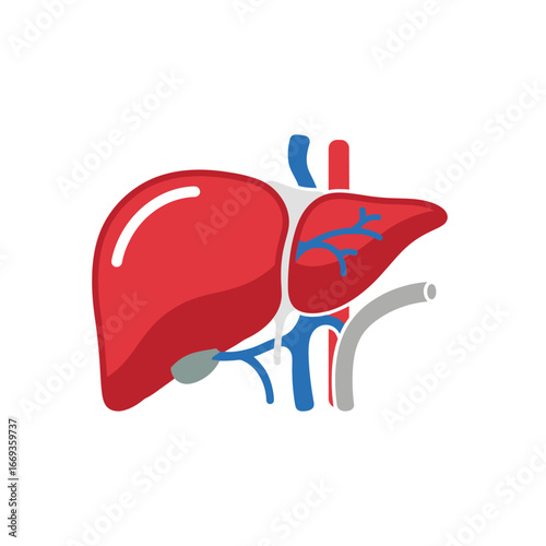 Human Liver Vector Icon for Medical Use