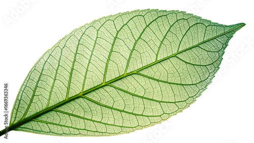 Translucent Leaf Detail on Transparent Background: Macro Veins and Texture