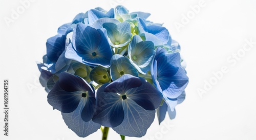 Single blue hydrangea on white background, detailed petals