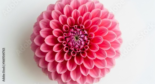 Close-up of bright pink dahlia on white background