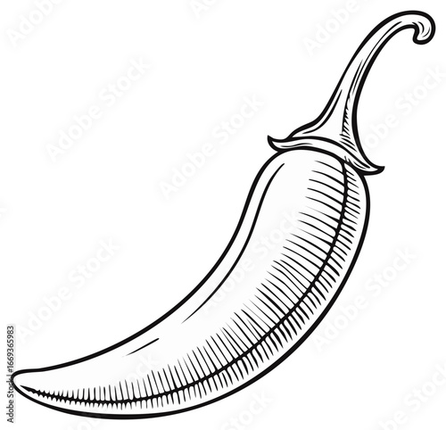 Hot chili pepper illustration in a classic black and white engraving or woodcut style
