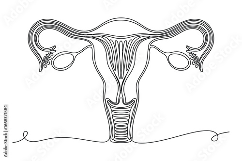 Continuous Line Drawing of a Uterus | Vector Art for Women's Health and Reproduction.