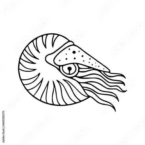 nautilus living fossil line art drawing