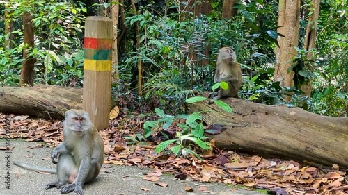 Two Monkeys Sitting by the Jungle Road – Bukit Timah Reserve, Singapore (4K)