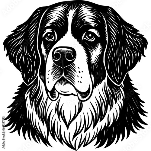 Majestic Bernese Mountain Dog portrait captures loyal companion's gentle soul and striking beauty.