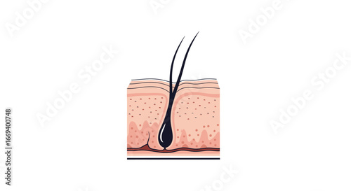 human hair follicle anatomy detailed illustration of hair growth and skin structure