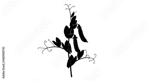 silhouette of pea plant, pods, and leaves elegant nature illustration
