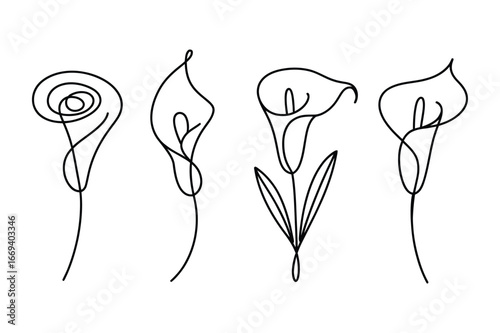 Elegant single line drawing of four delicate calla lilies in various stages of bloom on a white background