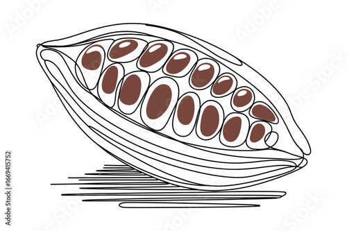 Hand drawn illustration of a ripe cocoa pod cut in half revealing its many seeds and pulp on a white background