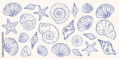 Hand Drawn Assortment of Seashells and Starfish marine life ocean