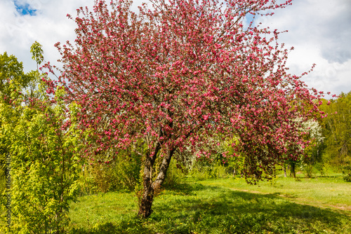 In the spring, a pink crown of blooming apple trees in the garden creates a colorful and natural landscape