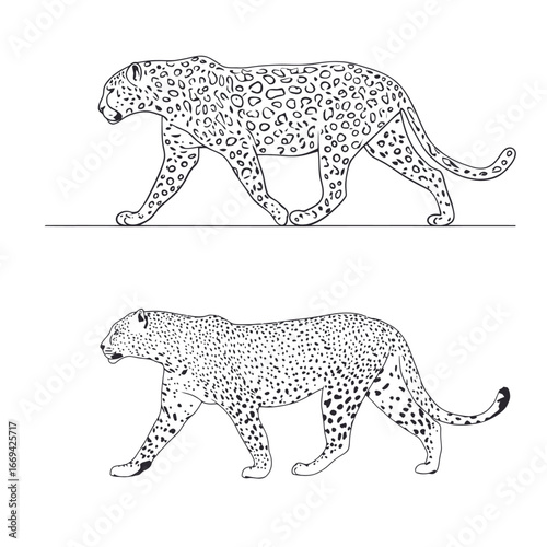 Two leopards are illustrated in a side-by-side comparison, showcasing their graced movements and differing patterns.