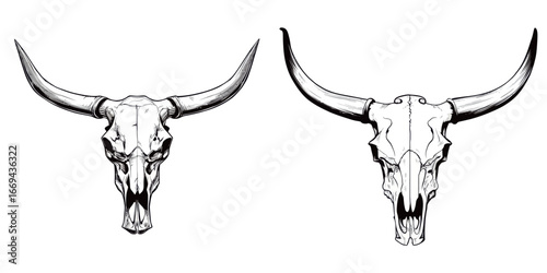 Two bull skull illustrations emphasize the detailed structure and symmetrically curved horns. The artwork highlights a mix of realism and artistic representation against a simple background.