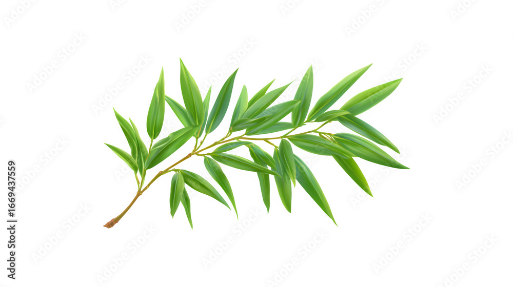Fototapeta premium Lush green bamboo leaf branch showcasing nature's beauty and tranquility 