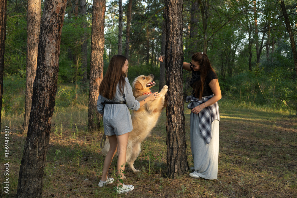 Fototapeta premium Two girls are walking with retriever dog in the pine forest.