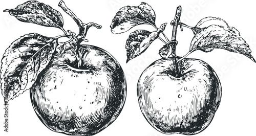 Detailed Ink Sketch of Two Ripe Apples on Branches with Leaves