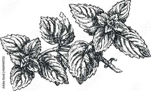 Hand Drawn Black and White Sketch of a Peppermint Plant Branch